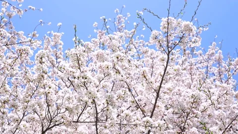Landscape of the cherry blossom Stock Footage 164419135
