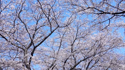 Landscape of the cherry blossom Stock Footage 164419163