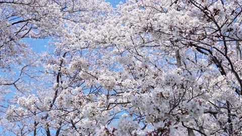Landscape of the cherry blossom Stock Footage 164502263