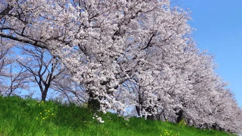 Landscape of the cherry blossom Stock Footage 164502264