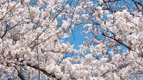 Landscape of the cherry blossom Stock Footage 164502268