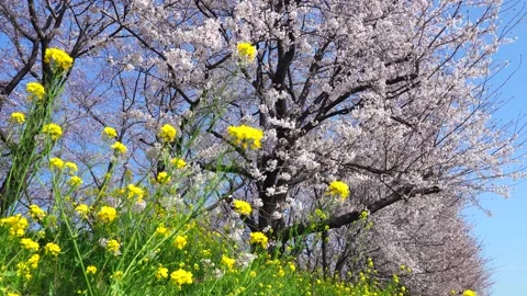 Landscape of the cherry blossom Stock Footage 164502292