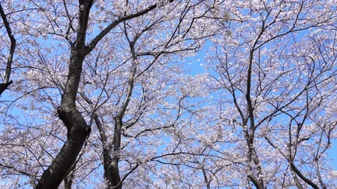 Landscape of the cherry blossom Stock Footage 164502333