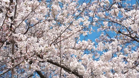 Landscape of the cherry blossom Stock Footage 164502345