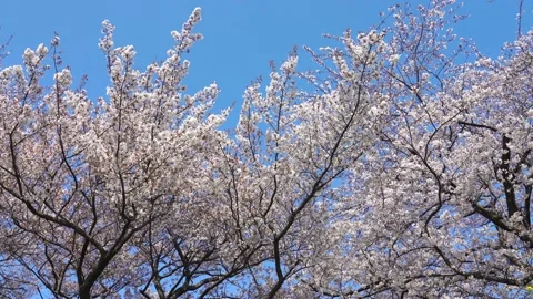 Landscape of the cherry blossom Stock Footage 164502357