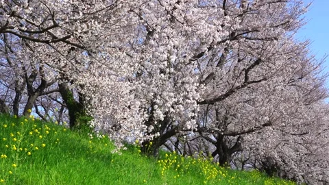 Landscape of the cherry blossom Stock Footage 164502361
