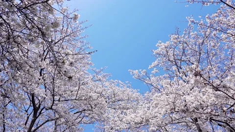 Landscape of the cherry blossom Stock Footage 164502367