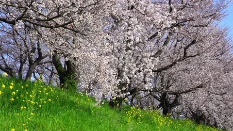 Landscape of the cherry blossom Stock Footage 164502377