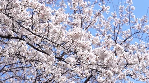 Landscape of the cherry blossom Stock Footage 164502382