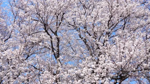 Landscape of the cherry blossom Stock Footage 164502391