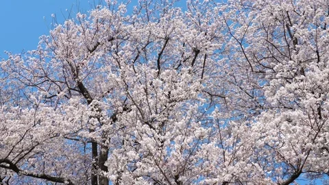 Landscape of the cherry blossom Stock Footage 164502395