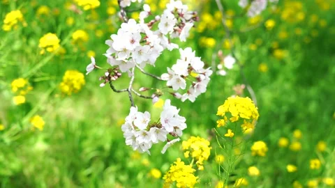 Landscape of the cherry blossom Stock Footage 164502409
