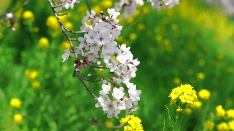 Landscape of the cherry blossom Stock Footage 164502412