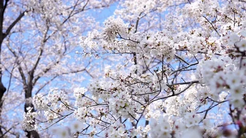Landscape of the cherry blossom Stock Footage 164502430