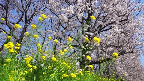 Landscape of the cherry blossom Stock Footage 164502434