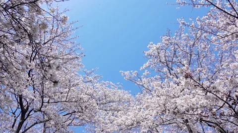 Landscape of the cherry blossom Stock Footage 164502445
