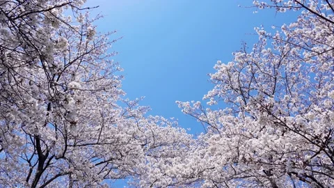 Landscape of the cherry blossom Stock Footage 164502447