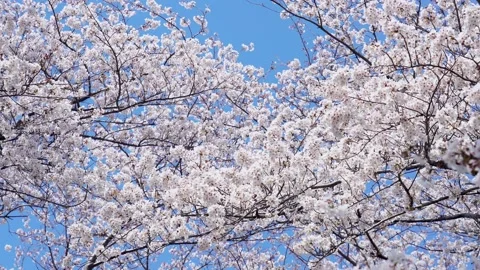 Landscape of the cherry blossom Stock Footage 164502454