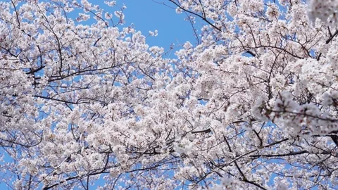Landscape of the cherry blossom Stock Footage 164502455