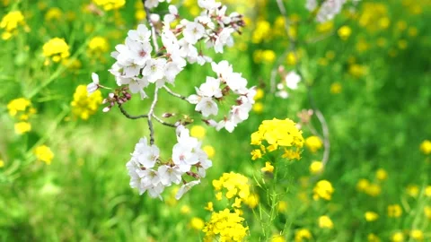 Landscape of the cherry blossom Stock Footage 164502458