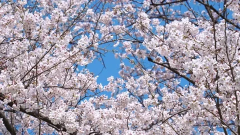 Landscape of the cherry blossom Stock Footage 164502473