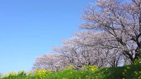 Landscape of the cherry blossom Stock Footage 164502481