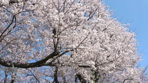 Landscape of the cherry blossom Stock Footage 164502500