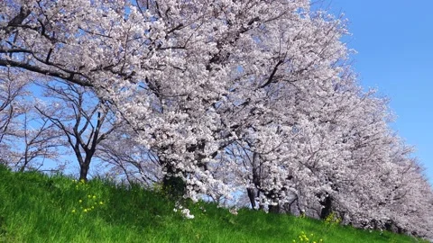 Landscape of the cherry blossom Stock Footage 164502502