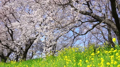 Landscape of the cherry blossom Stock Footage 164502518