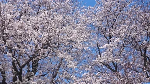 Landscape of the cherry blossom Stock Footage 164502521