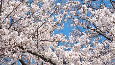 Landscape of the cherry blossom Stock Footage 164502526