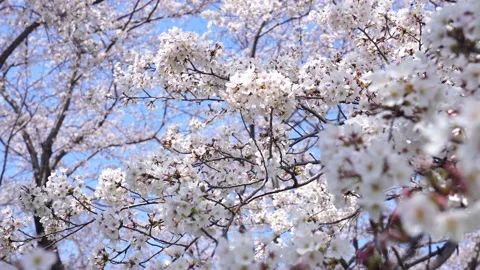 Landscape of the cherry blossom Stock Footage 164502527