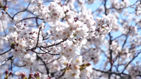 Landscape of the cherry blossom Stock Footage 164502547