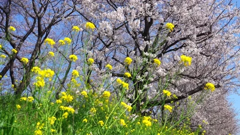 Landscape of the cherry blossom Stock Footage 164502548