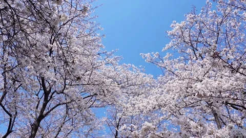 Landscape of the cherry blossom Stock Footage 164502566