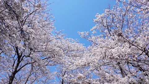 Landscape of the cherry blossom Stock Footage 164502577