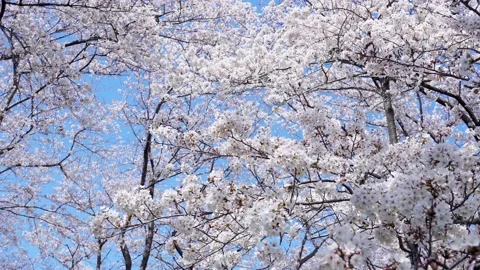 Landscape of the cherry blossom Stock Footage 164502583