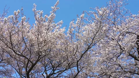 Landscape of the cherry blossom Stock Footage 164502585