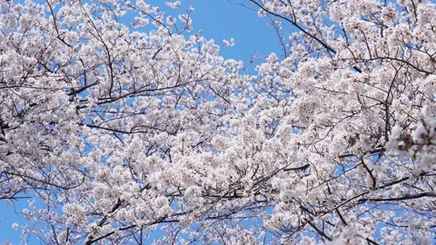 Landscape of the cherry blossom Stock Footage 164502590