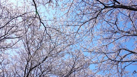 Landscape of the cherry blossom Stock Footage 164502603