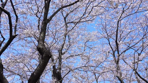 Landscape of the cherry blossom Stock Footage 164502618