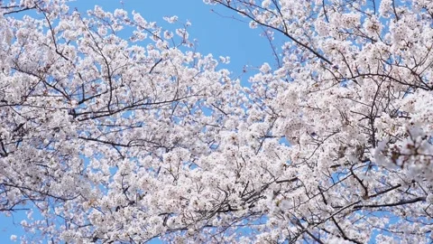 Landscape of the cherry blossom Stock Footage 164502623