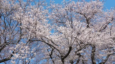 Landscape of the cherry blossom Stock Footage 164502624