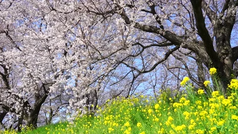Landscape of the cherry blossom Stock Footage 164502628