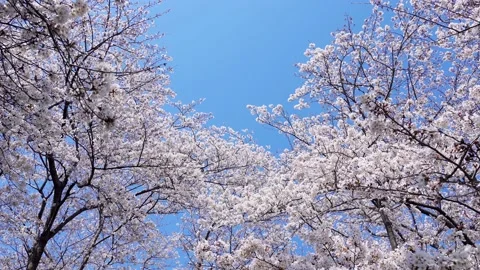 Landscape of the cherry blossom Stock Footage 164502633
