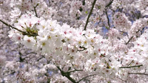Landscape of the cherry blossom Stock Footage 164502646