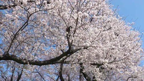 Landscape of the cherry blossom Stock Footage 164502653