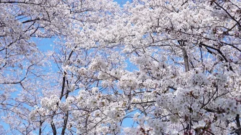 Landscape of the cherry blossom Stock Footage 164502660