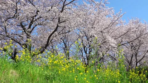 Landscape of the cherry blossom Stock Footage 164502661