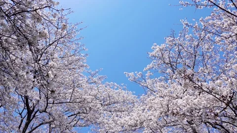 Landscape of the cherry blossom Stock Footage 164502670